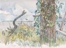StoreGal/store/Watercolor/_thb_Piney Point.jpg